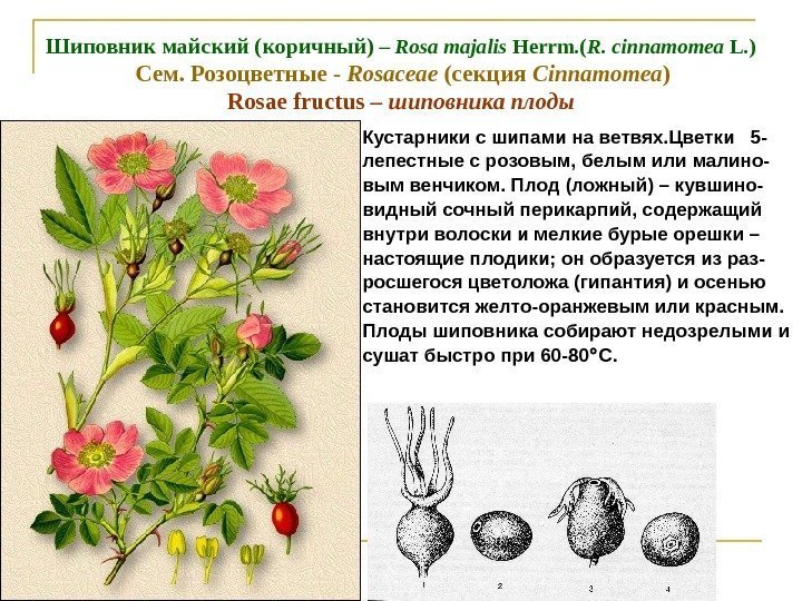 Шиповник майский (коричный) – Rosa majalis Herrm. ( R. cinnamomea L. )  Cем.