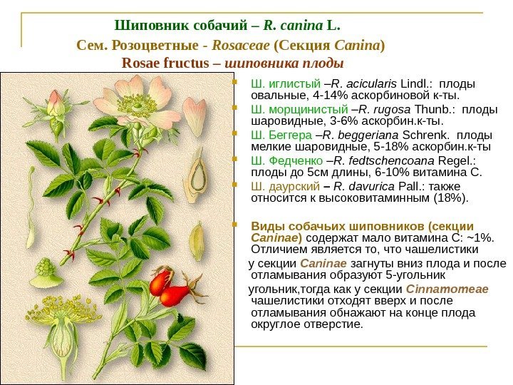 Шиповник собачий – R. canina L.  Cем. Розоцветные - Rosaceae (Секция Canina )