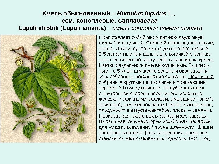 Хмель обыкновенный –  Humulus lupulus L. ,  сем. Коноплевые,  Cannabaceae 