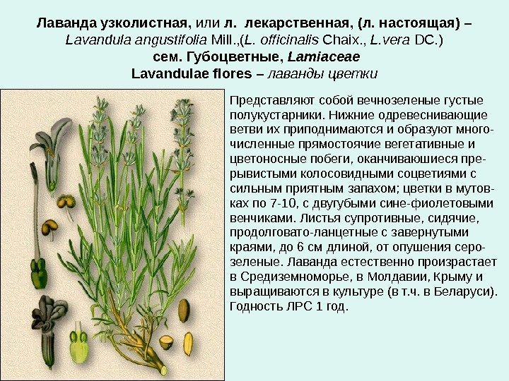 Лаванда узколистная,  или л.  лекарственная, (л. настоящая) – Lavandula angustifolia Mill. ,