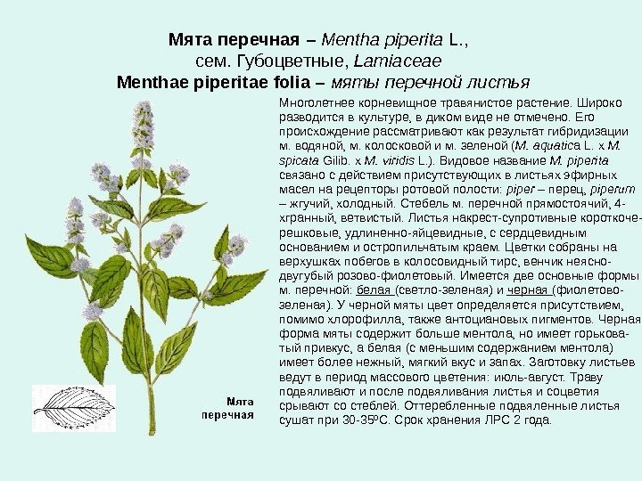 Мята перечная  – Mentha piperita L. ,  сем. Губоцветные,  Lamiaceae Menthae