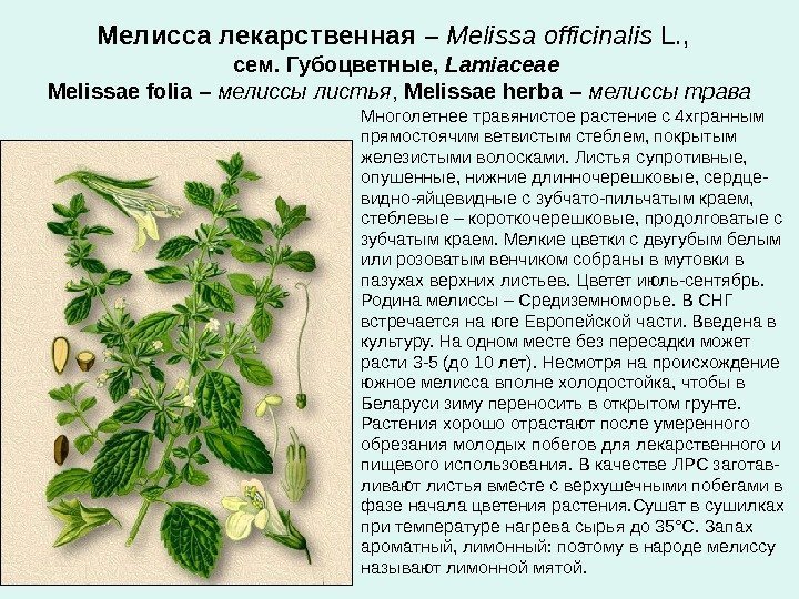 Мелисса лекарственная  – Melissa officinalis L. ,  сем. Губоцветные,  Lamiaceae 