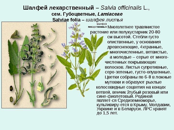 Шалфей лекарственный  – Salvia officinalis L. ,  сем. Губоцветные,  Lamiaceae 