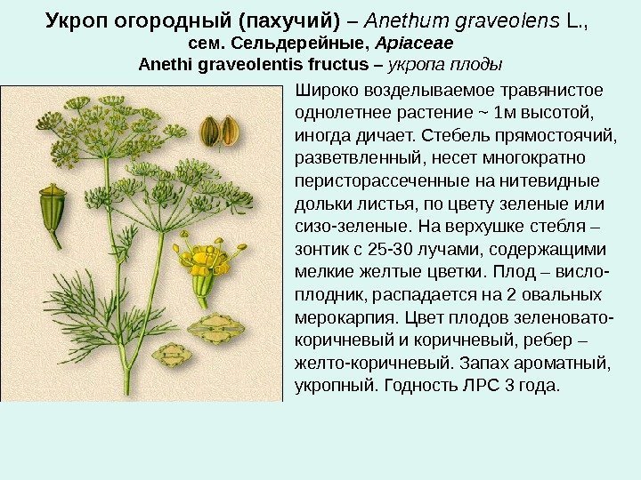 Укроп огородный (пахучий)  – Anethum graveolens L. ,  сем. Сельдерейные,  Apiaceae