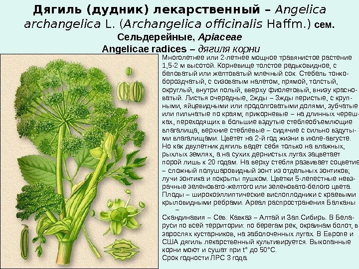 Дягиль (дудник) лекарственный – Angelica archangelica L. ( Archangelica officinalis Haffm. ) сем. 