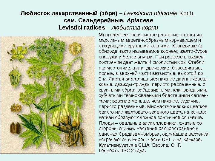Любисток лекарственный  (зóря)  – Levisticum officinale Koch.  сем. Сельдерейные,  Apiaceae