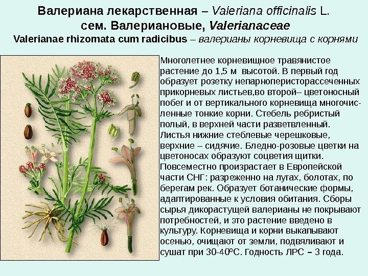 Валериана лекарственная  – Valeriana officinalis L.  сем. Валериановые,  Valerianaceae Valerianae rhizomata