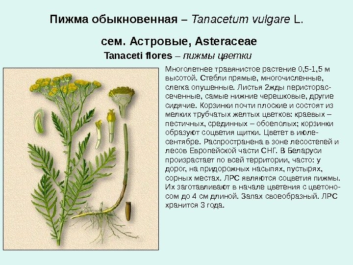 Пижма обыкновенная – Tanacetum vulgare L.  сем. Астровые, Asteraceae  Tanaceti flores –