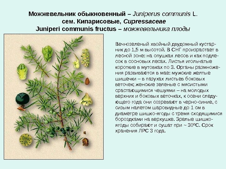Можжевельник обыкновенный  – Juniperus communis L.  сем. Кипарисовые,  Cupressaceae Juniperi communis