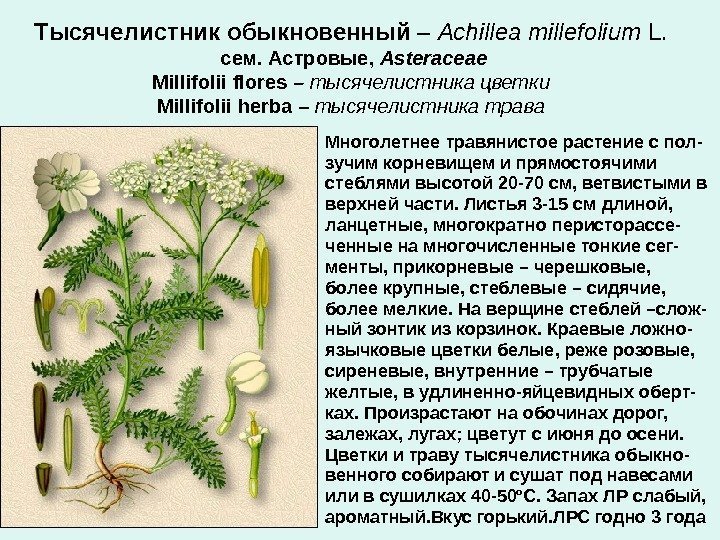 Тысячелистник обыкновенный – Achillea millefolium L.  сем. Астровые,  Asteraceae Millifolii flores –