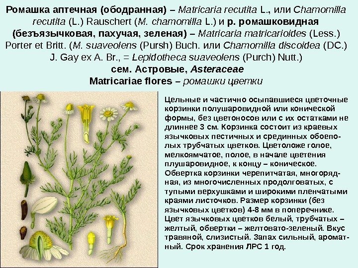 Ромашка аптечная (ободранная)  – Matricaria recutita L. ,  или Chamomilla recutita (L.