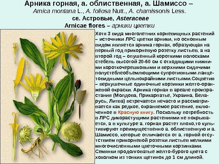 Арника горная, а. облиственная, а. Шамиссо –  Arnica montana L. ,  A.