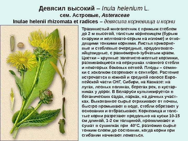 Девясил высокий –  Inula helenium L.  сем. Астровые,  Asteraceae Inulae helenii
