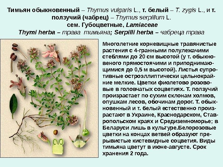 Тимьян обыкновенный – Thymus vulgaris L. ,  т. белый – T. zygis L.