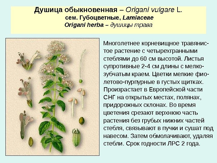 Душица обыкновенная – Origani vulgare L.  сем. Губоцветные,  Lamiaceae Origani herba –