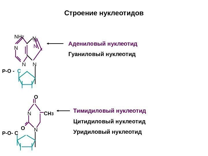 Строение нуклеотидов  N NN N  CP-O - N N P-O- C NH