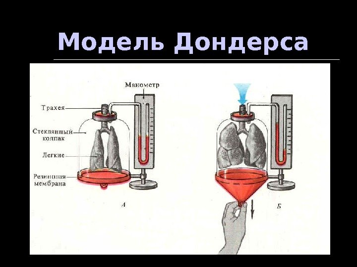 Модель физиолога дондерса