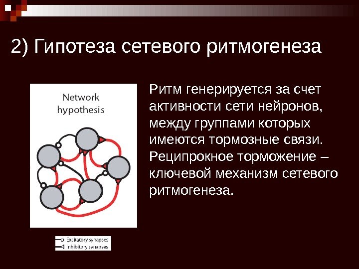 2) Гипотеза сетевого ритмогенеза Ритм генерируется за счет активности сети нейронов,  между группами
