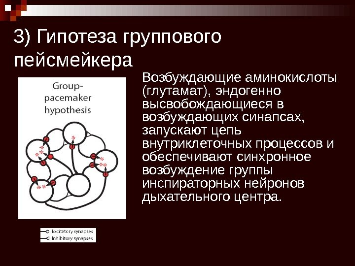 3) Гипотеза группового пейсмейкера Возбуждающие аминокислоты (глутамат), эндогенно высвобождающиеся в возбуждающих синапсах,  запускают
