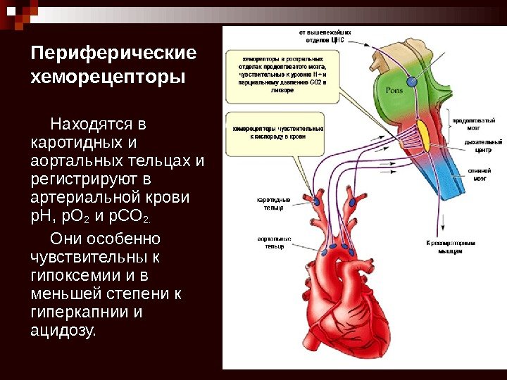 Периферические хеморецепторы Находятся в каротидных и аортальных тельцах и регистрируют в артериальной крови p.