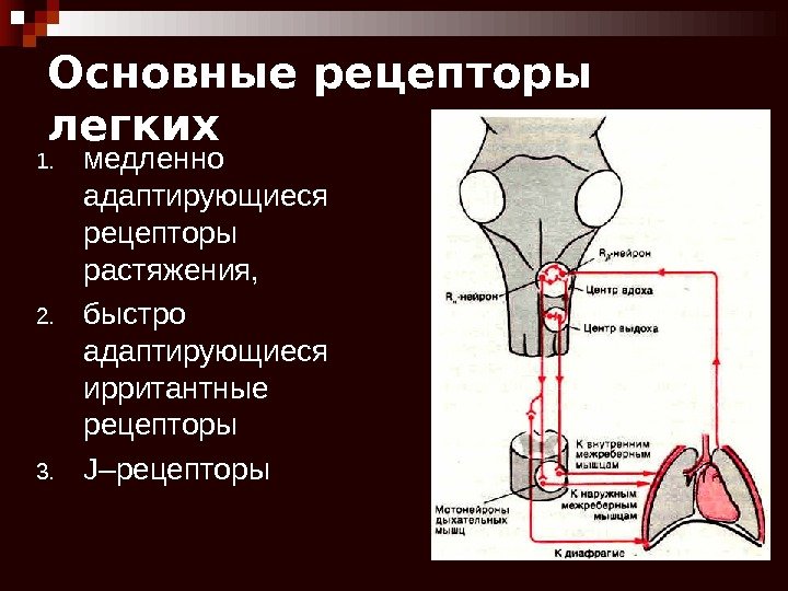 Перечислите какие рецепторы работают при ощупывании например поверхности стола