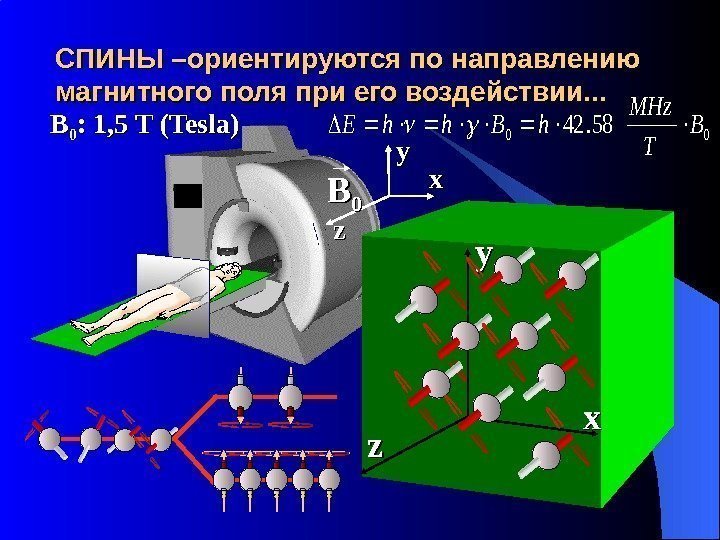 СПИНЫ – – ориентируются по направлению магнитного поля при его воздействии. . . yy.