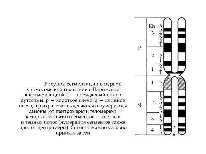 Генетика человека схема