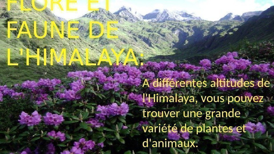 FLORE ET FAUNE DE L'HIMALAYA: A différentes altitudes de l'Himalaya, vous pouvez trouver une