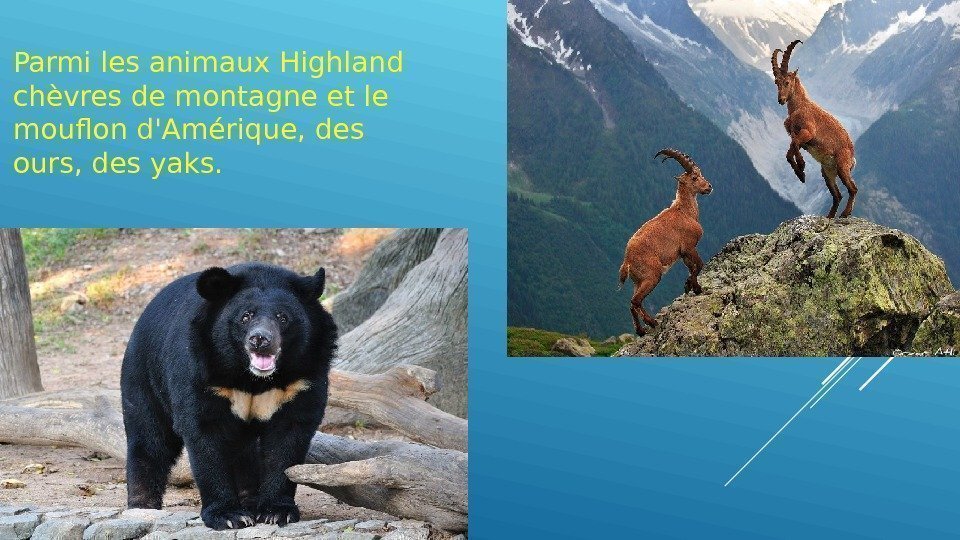 Parmi les animaux Highland chèvres de montagne et le mouflon d'Amérique, des ours, des