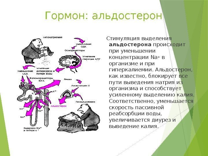 Гормон: альдостерон Стимуляция выделения альдостерона происходит при уменьшении концентрации Na+ в организме и при