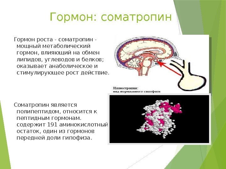 Гормон: соматропин Гормон роста - соматропин - мощный метаболический гормон, влияющий на обмен липидов,