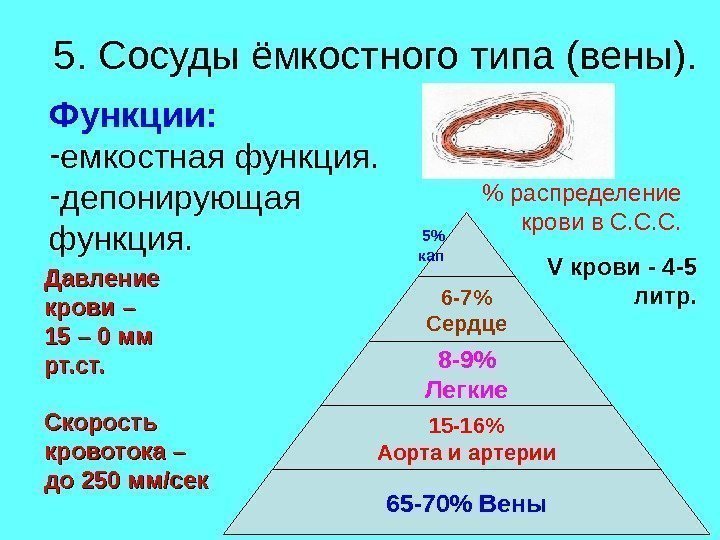 5. Сосуды ёмкостного типа ( вены).  Функции:  - емкостная функция. - депонирующая