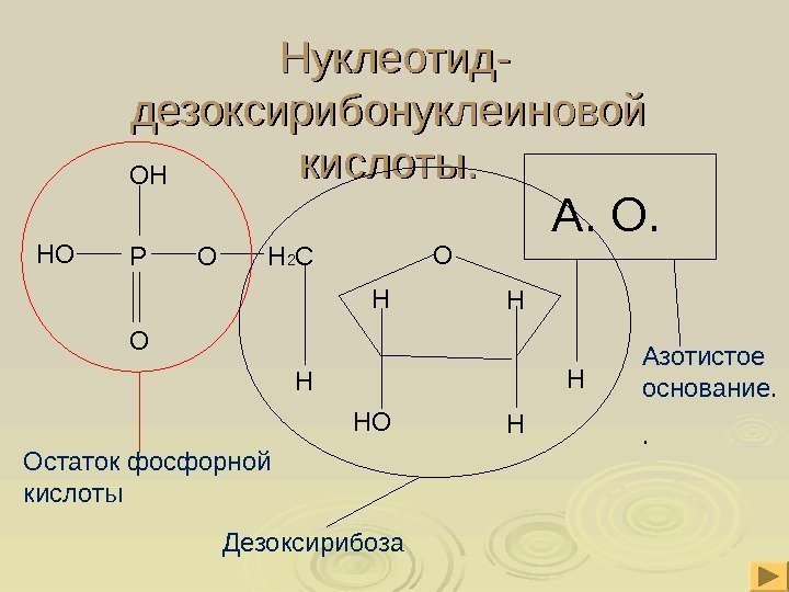 Нуклеотид- дезоксирибонуклеиновой  кислоты.  О Н 2 С Н НОР ООН НО Остаток