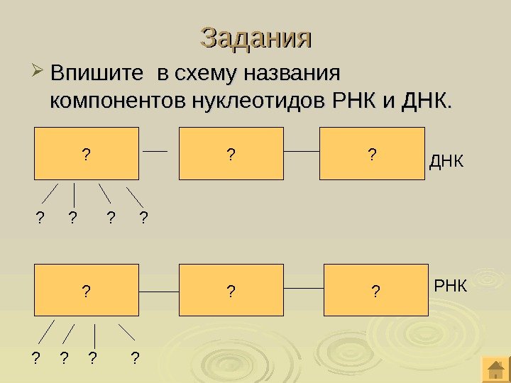 Задания Впишите в схему названия компонентов нуклеотидов РНК и ДНК. ? ? ? ?