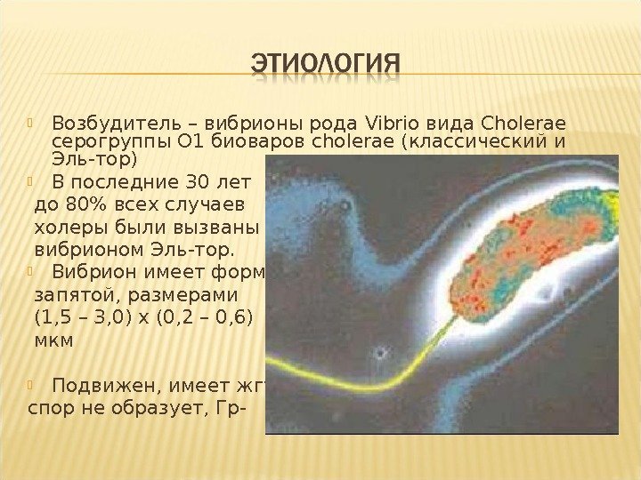  Возбудитель – вибрионы рода Vibrio вида Cholerae  серогруппы O 1 биоваров cholerae