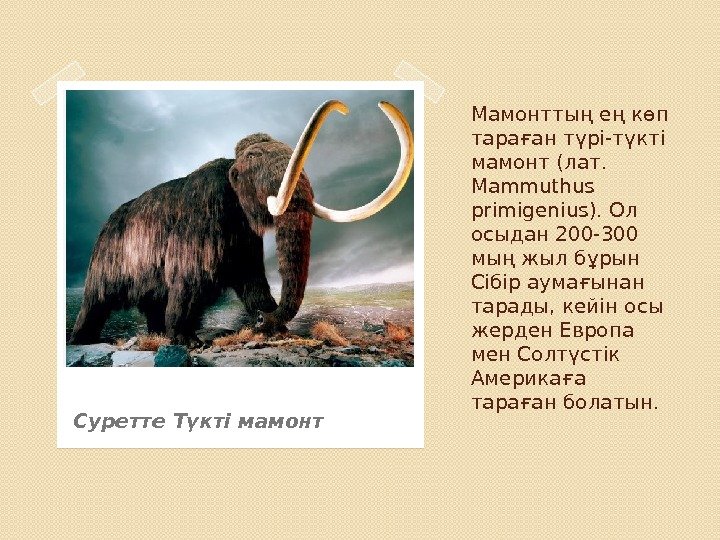 Мамонттың ең көп тараған түрі-түкті мамонт (лат.  Mammuthus primigenius). Ол осыдан 200 -300