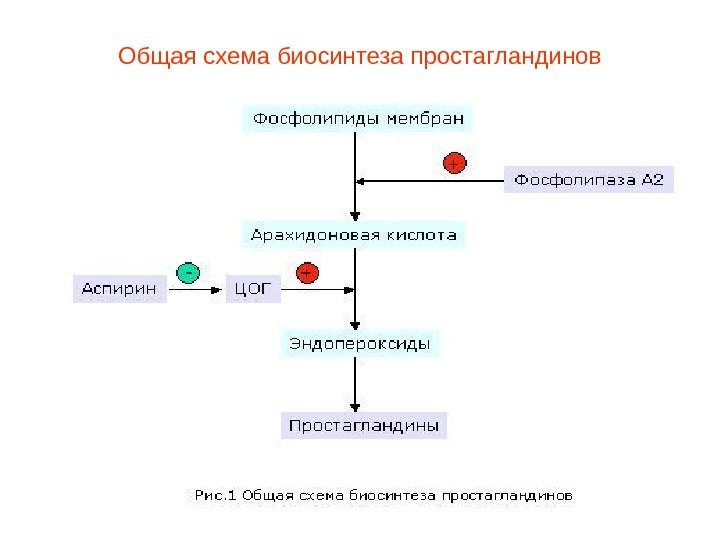 Общая схема биосинтеза простагландинов 