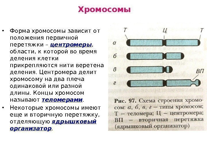 Хромосомы • Форма хромосомы зависит от положения первичной перетяжки – центромеры ,  области,