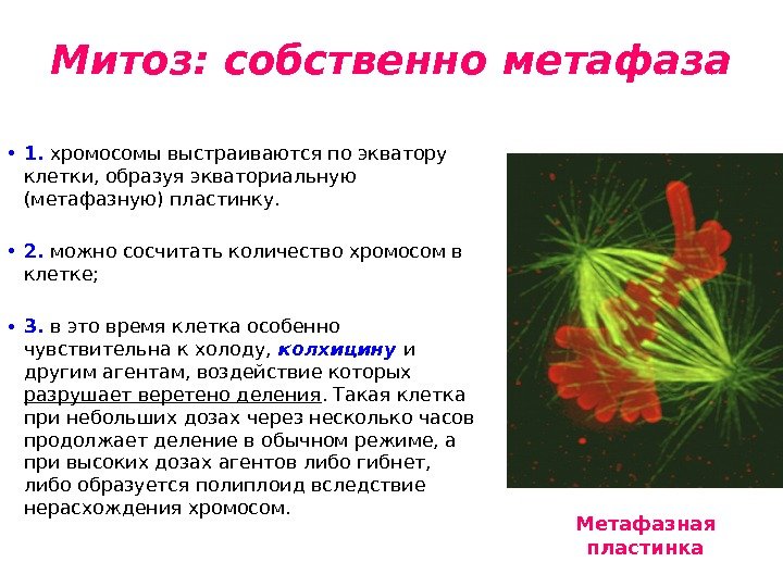 Митоз: собственно метафаза • 1.  хромосомы выстраиваются по экватору клетки, образуя экваториальную (метафазную)