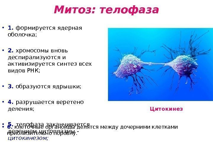 Митоз: телофаза • 1.  формируется ядерная оболочка;  • 2.  хромосомы вновь