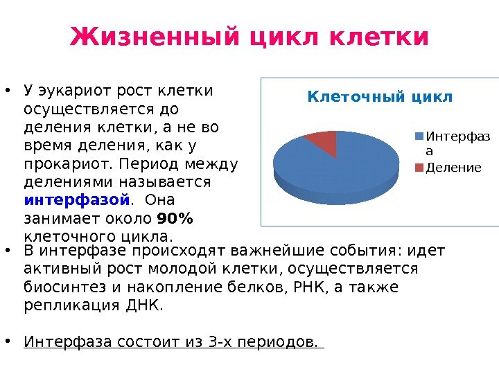 Жизненный цикл клетки • У эукариот рост клетки осуществляется до деления клетки, а не