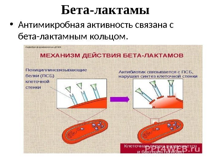  • Антимикробная активность связана с бета-лактамным кольцом.  Бета-лактамы 