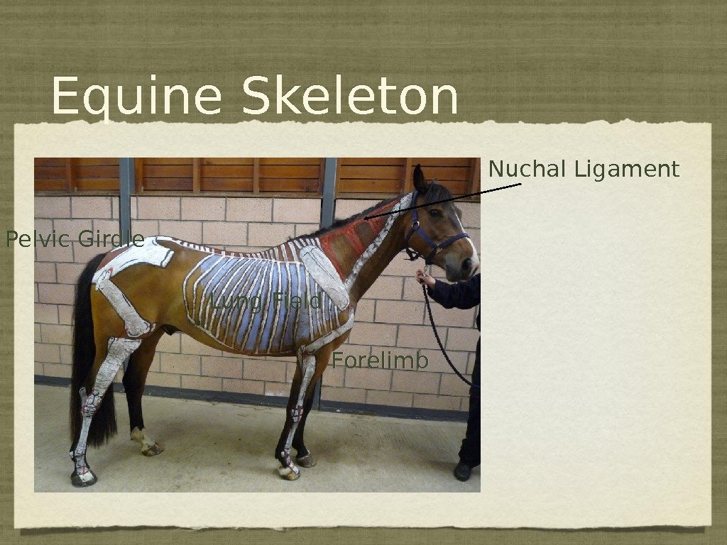 Equine Skeleton Lung Field Nuchal Ligament Pelvic Girdle Forelimb 0102 0 D 11 16