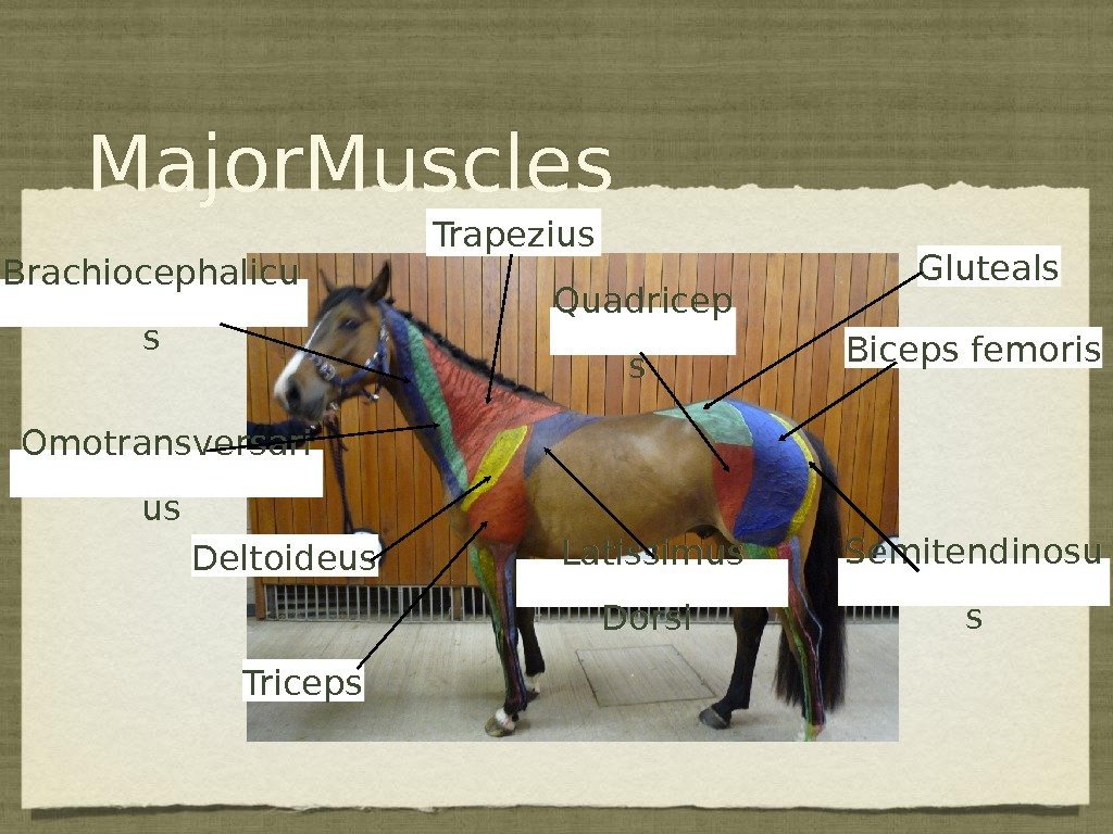 Major. Muscles Quadricep s Gluteals Biceps femoris Semitendinosu s. Latissimus Dorsi Triceps. Deltoideus Trapezius