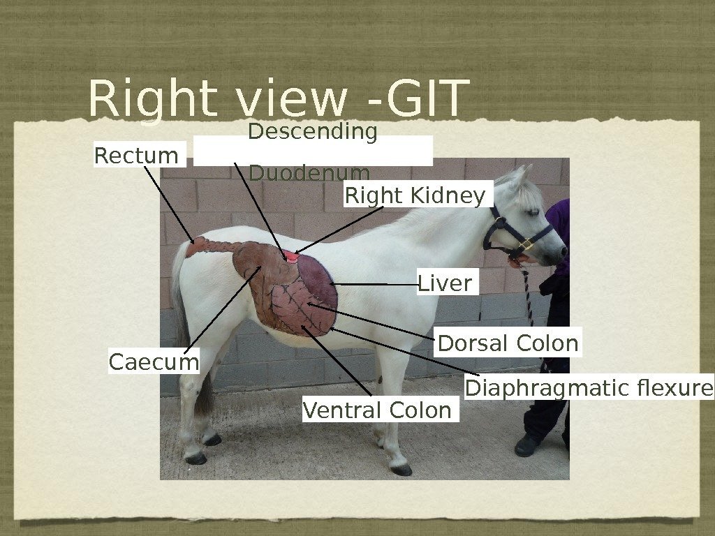 Right view -GIT Liver Caecum Descending Duodenum Right Kidney Dorsal Colon Ventral Colon Rectum