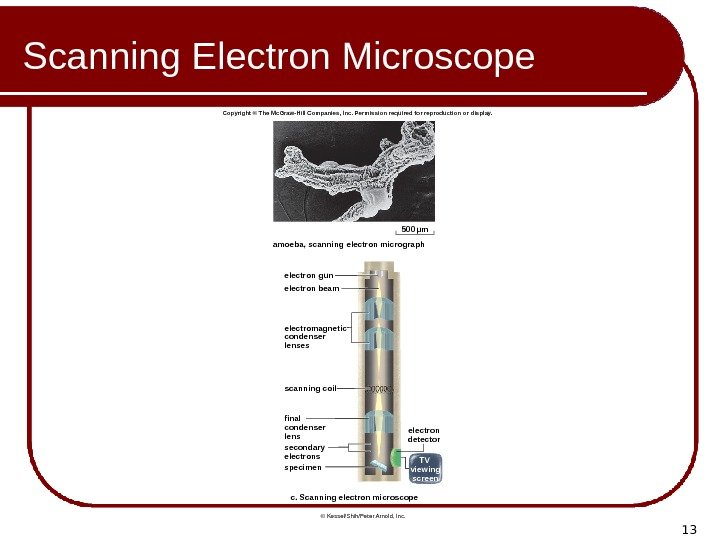 13 Scanning Electron Microscope amoeba, scanning electron micrograph electron gun electron beam electromagnetic condenser