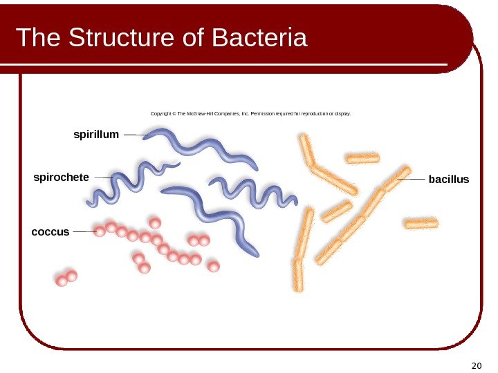 20 The Structure of Bacteria spirillum coccus bacillusspirochete Copyright © The Mc. Graw-Hill Companies,