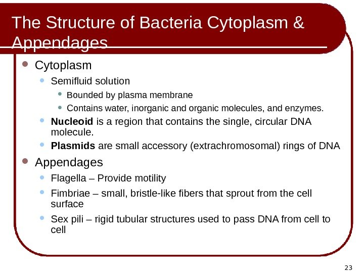 23 The Structure of Bacteria Cytoplasm & Appendages Cytoplasm Semifluid solution Bounded by plasma