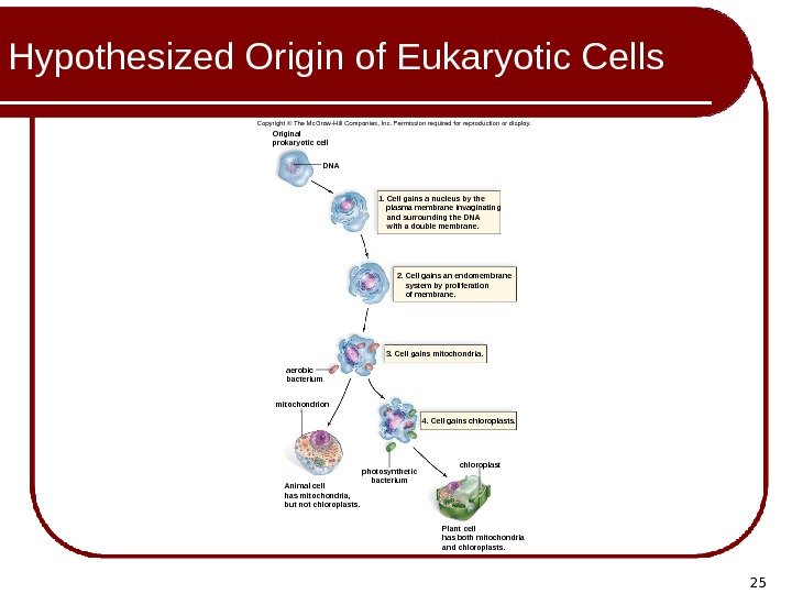25 Hypothesized Origin of Eukaryotic Cells chloroplast 3. Cell gains mitochondria. 4. Cell gains