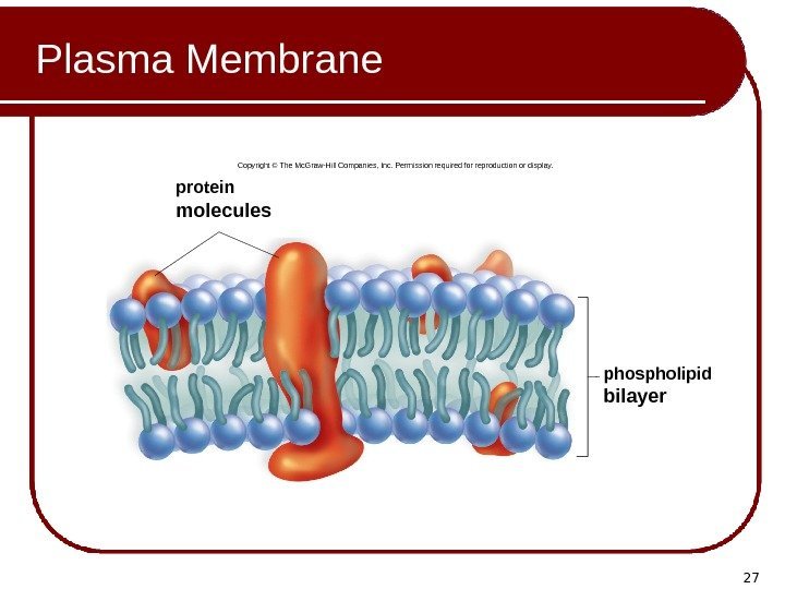 27 Plasma Membrane phospholipid bilayerprotein molecules Copyright © The Mc. Graw-Hill Companies, Inc. Permission